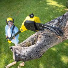 Tree and Shrub Care in Pickens, MS